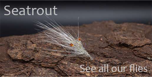 Banner seatrout