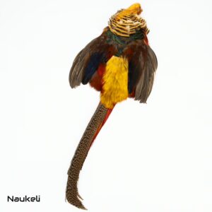 Golden Pheasant - Skin