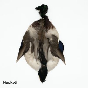 Mallard Duck Full Skin