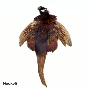 Ringneck Pheasant Cock Complete Skin-2