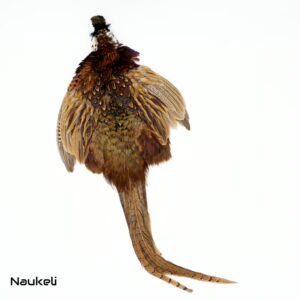 Ringneck Pheasant Cock Complete Skin-3