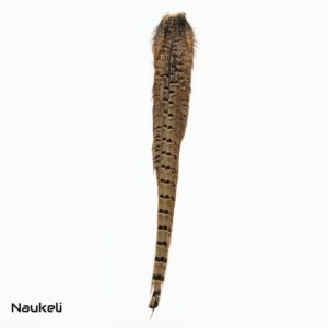 Ringneck Pheasant Hen Tail Complete Small - Natural
