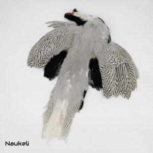 Silver Pheasant - Skin