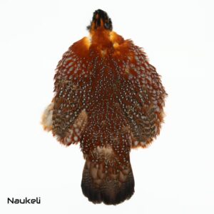 Temmincks Tragopan - Skin