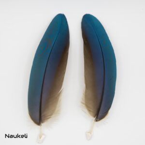 Blue and Yellow Macaw Coverts Feathers - Large