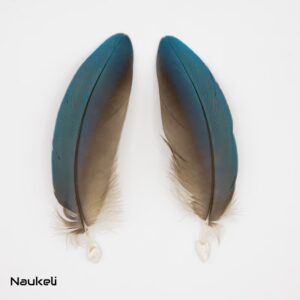 Blue and Yellow Macaw Coverts Feathers - Small