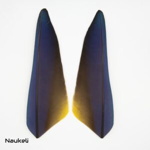 Blue and Yellow Macaw Wing Feathers Pair - Primary