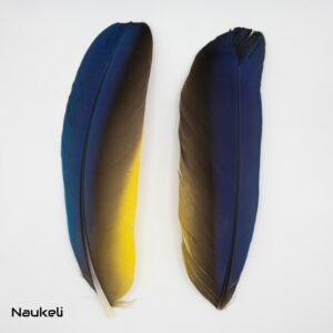 Blue and Yellow Macaw Wing Feathers Pair - Secondary