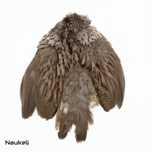 Erckels Francolin - Skin