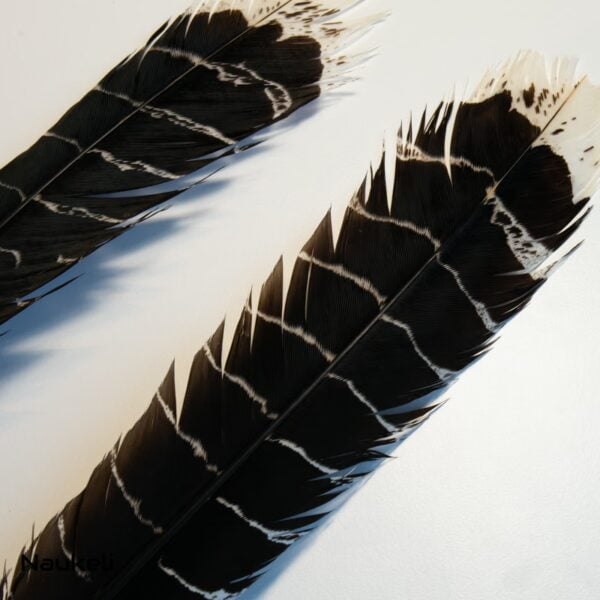 Great Curassow Hen Tail Feathers Pair