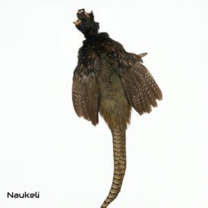 Green Ringneck Pheasant - Skin