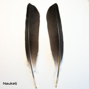 Grey Crowned Crane Wing Feathers Pair - Primary