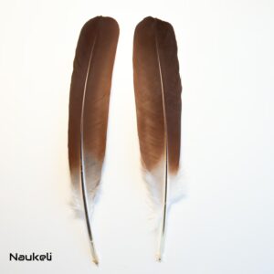 Grey Crowned Crane Wing Feathers Pair - Secondary