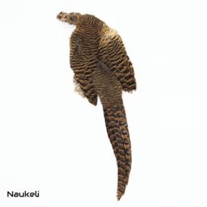 Lady Amhersts Pheasant Hen - Skin