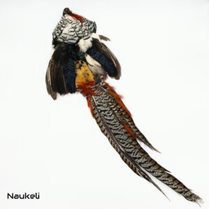 Lady Amhersts Pheasant - Skin