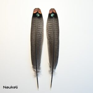 Ocellated Turkey Tail Feathers Pair