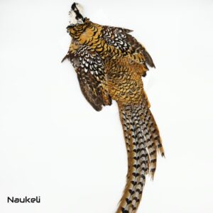 Reeves Pheasant - Skin