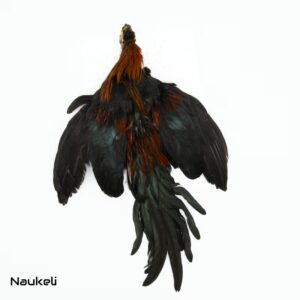 Rosecomb Rooster - Skin