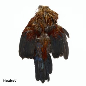 Sri Lankan Junglefowl Hybrid - Skin