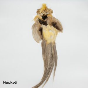 Yellow Golden Pheasant - Skin