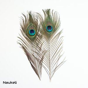 Peacock Eye Feathers