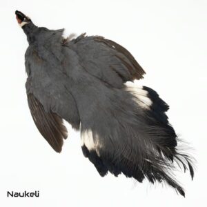 Blue Eared Pheasant - Skin