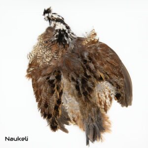 Bobwhite Quail - Skin