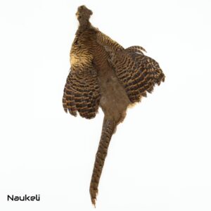 Golden Pheasant Hen - Skin