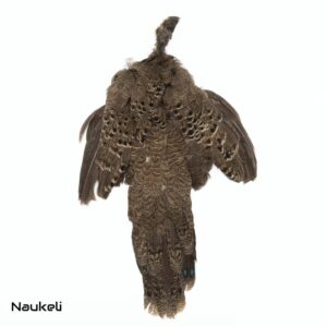 Grey Peacock Pheasant Hen – Skin