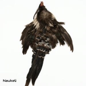 Kalij Pheasant - Skin