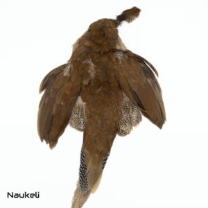 Silver Pheasant Hen - Skin