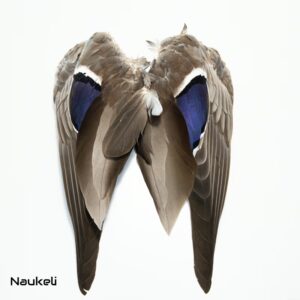 Mallard Duck Wing Set