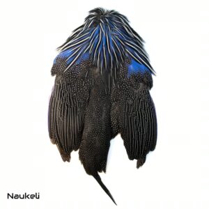 Vulturine Guinea Fowl - Skin