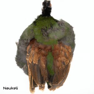 Crested Partridge Hen - Skin