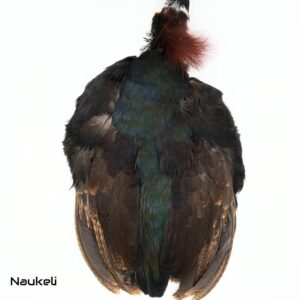 Crested Partridge - Skin