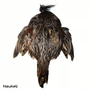 Koklass Pheasant - Skin