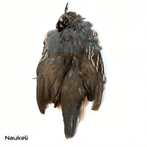 California Quail - Skin