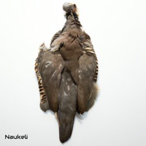 Chukar Partridge - Skin