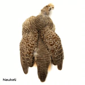 Grey Francolin - Skin