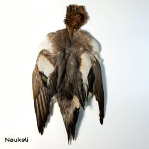 Eurasian Wigeon Duck - Skin