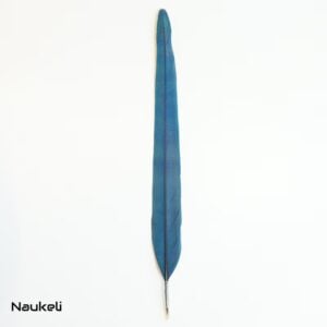 Blue and Yellow Macaw - Center Tail Feather