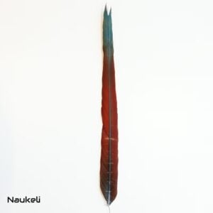 Green Wing Macaw - Center Tail Feather