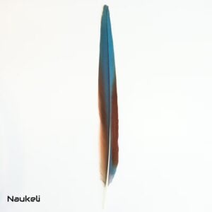 Green Wing Macaw - Side Tail Feather