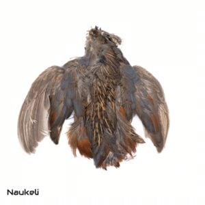 King Quail - Skin