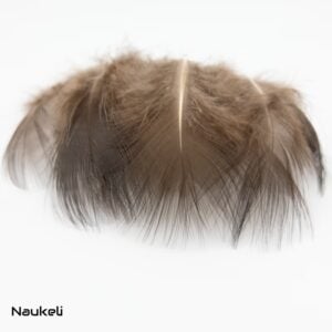 Brown Eared Pheasant - Body Feathers