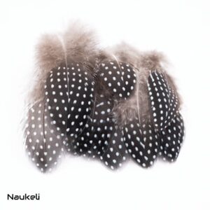 Crested Guineafowl - Body Feathers
