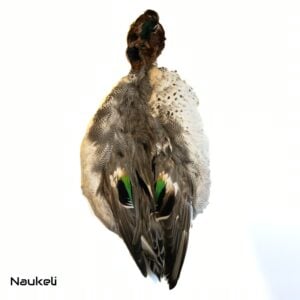 Eurasian Teal Duck - Skin