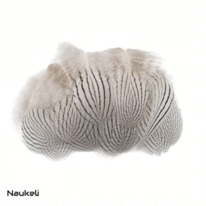 Silver Pheasant - Body Feathers