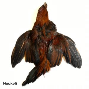 Aseel Rooster - Skin