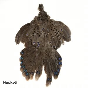 Grey Peacock Pheasant - Skin